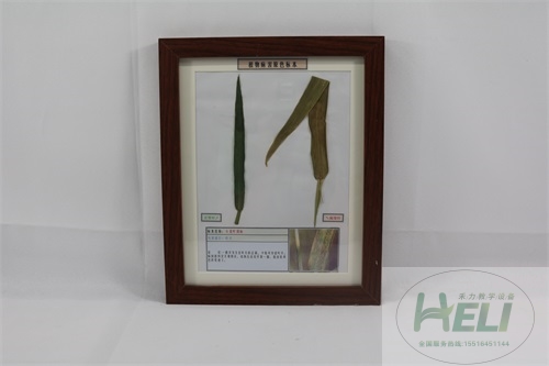 農(nóng)作物病害原色教學(xué)標本-小麥葉銹病