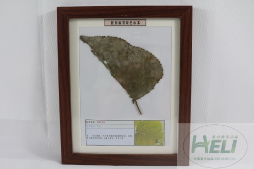 園林樹木病害原色教學(xué)標本-楊樹銹病