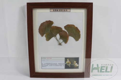 園林樹木病害原色教學(xué)標本-銀杏葉枯病