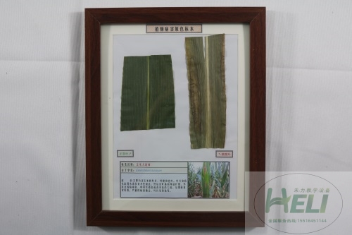 農(nóng)作物病害原色教學(xué)標本-玉米大斑病