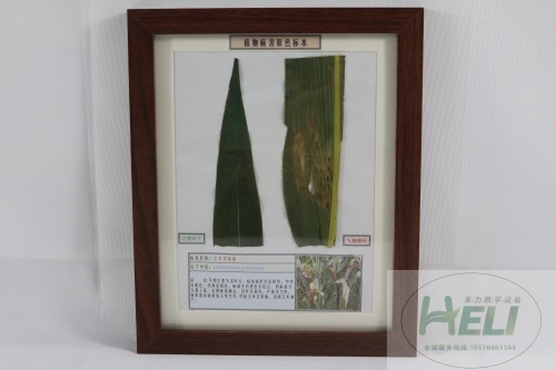 農(nóng)作物病害原色教學(xué)標本-玉米炭疽病
