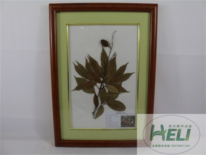 植物臘葉標(biāo)本-荔枝