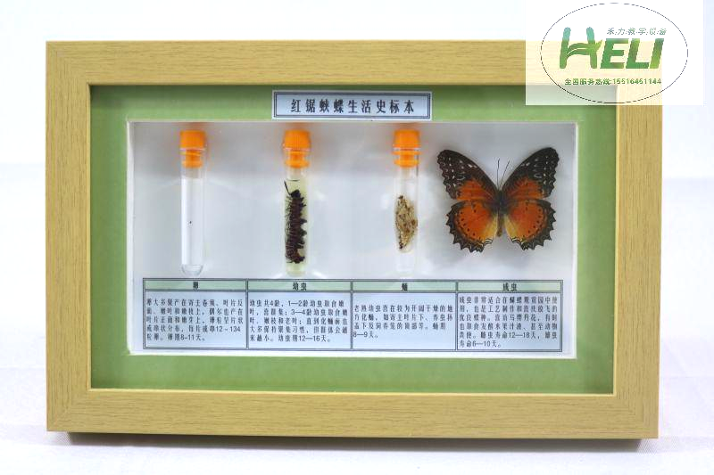 蝴蝶生活史標(biāo)本--紅鋸?fù)惖?>
											</div>
											<p>蝴蝶生活史標(biāo)本--紅鋸?fù)惖?/p>
										</a>
									</li>
								</div><div   id=