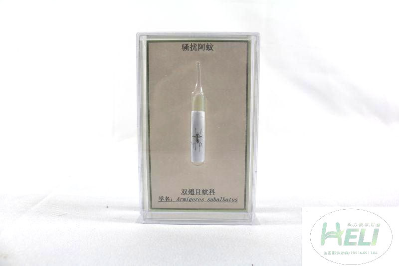昆蟲(chóng)分類標(biāo)本-騷擾阿蚊