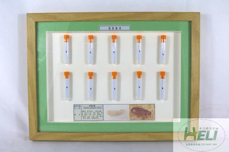 農業害蟲標本-赤擬谷盜