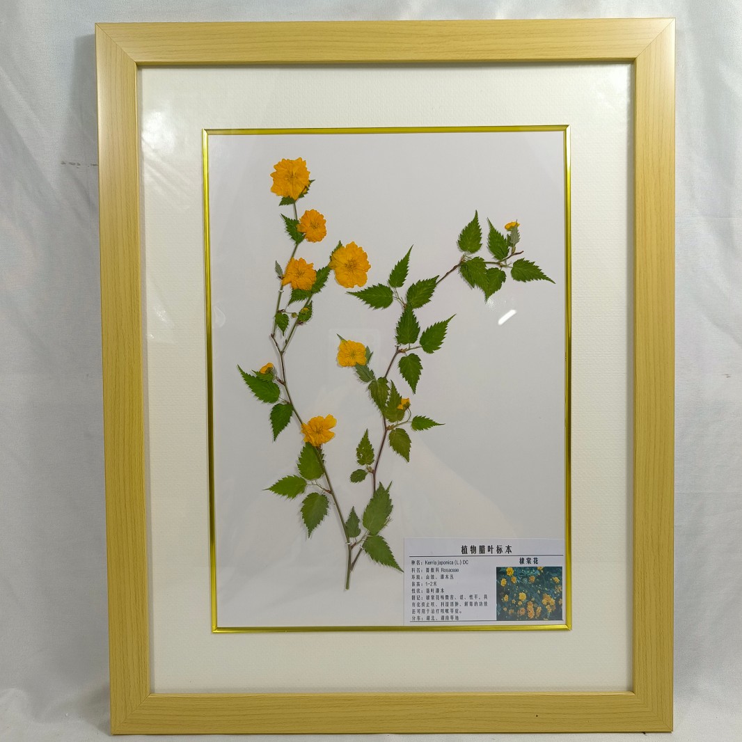 植物標本 棣棠花臘葉標本 教學標本