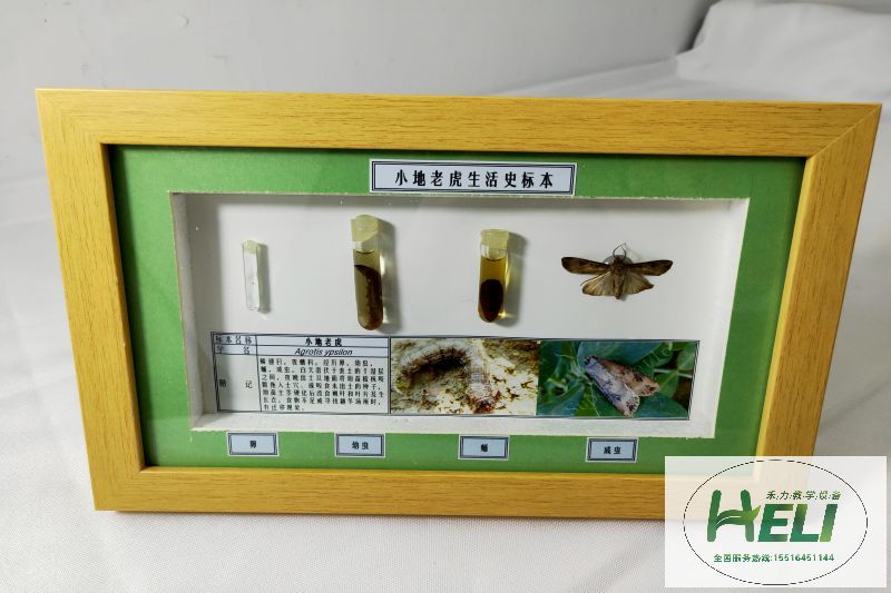 農業(yè)害蟲生活史標本小地老虎 - 副本