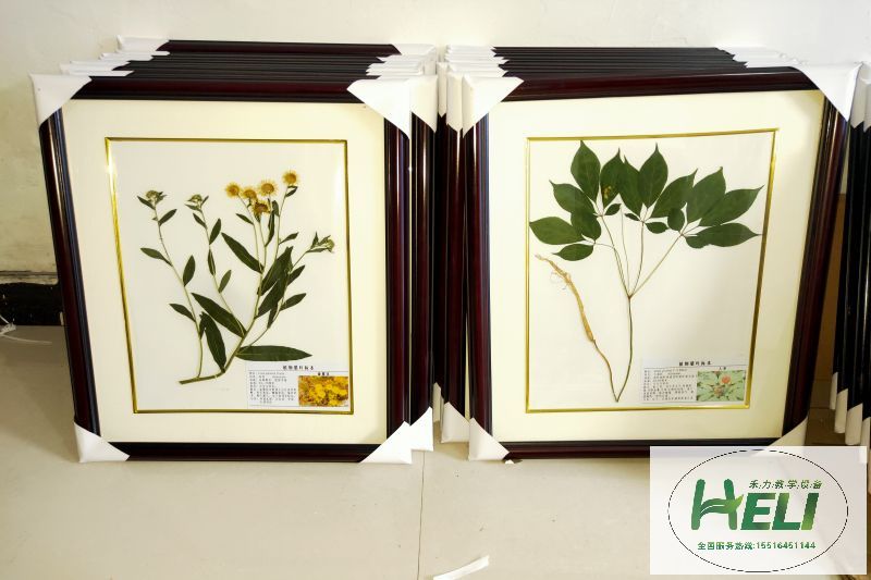 植物臘葉標本旋覆花 人參 - 副本